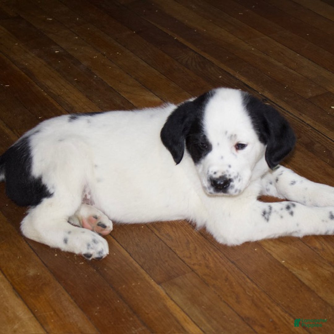 Mixed Breed dogs for sale: Charlie - Ad 7