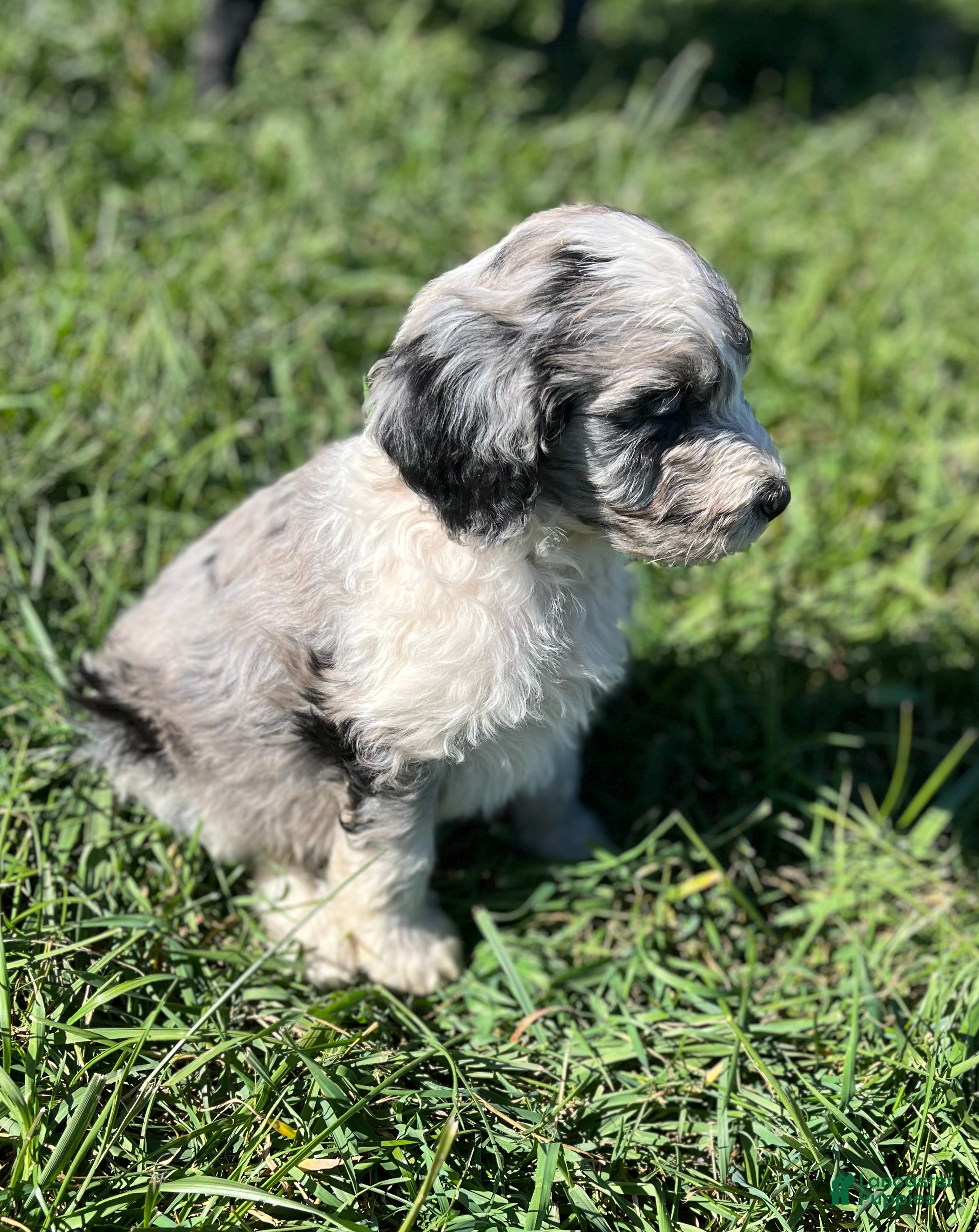 Aussiedoodle dogs for sale: Sammy Blue Merle Male 2  - Ad 1