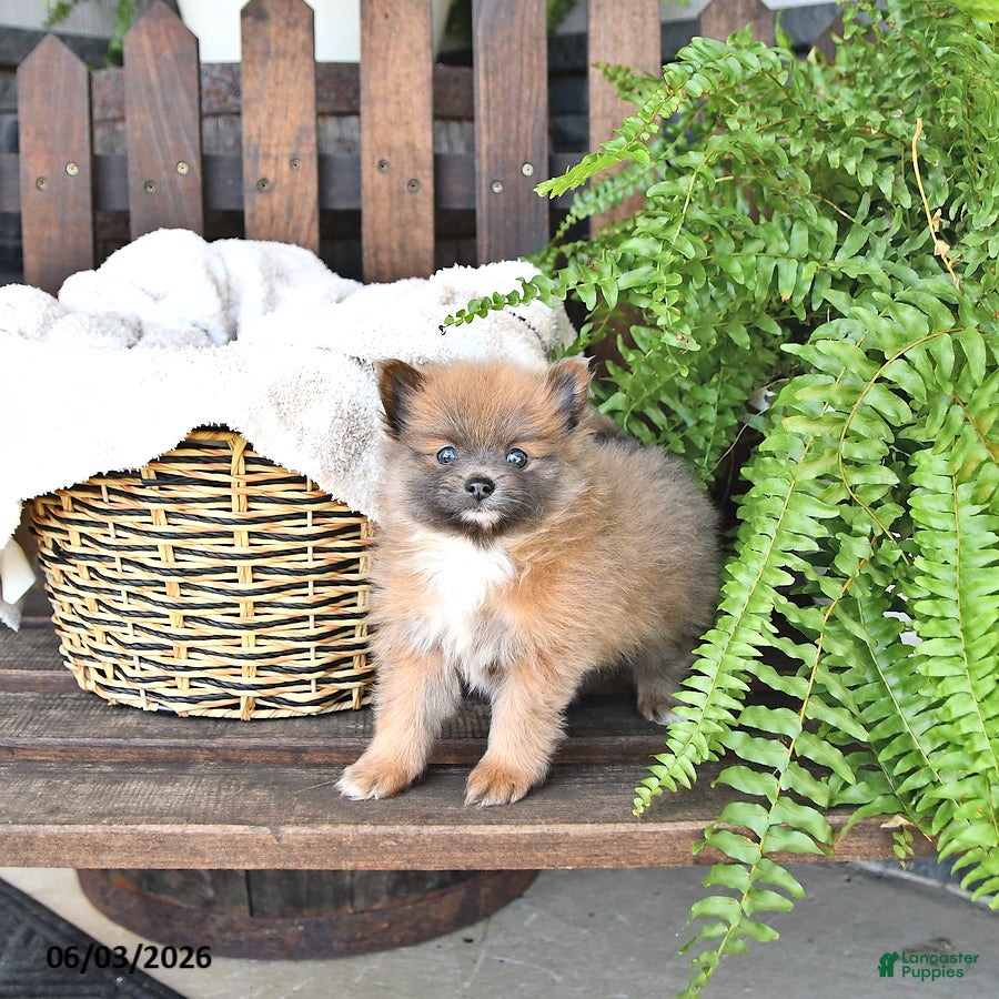 Pomeranian dogs for sale: Cooper - Ad 4