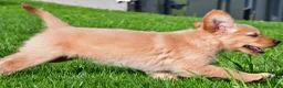 Golden Retriever dogs for sale: Theo - Ad 5