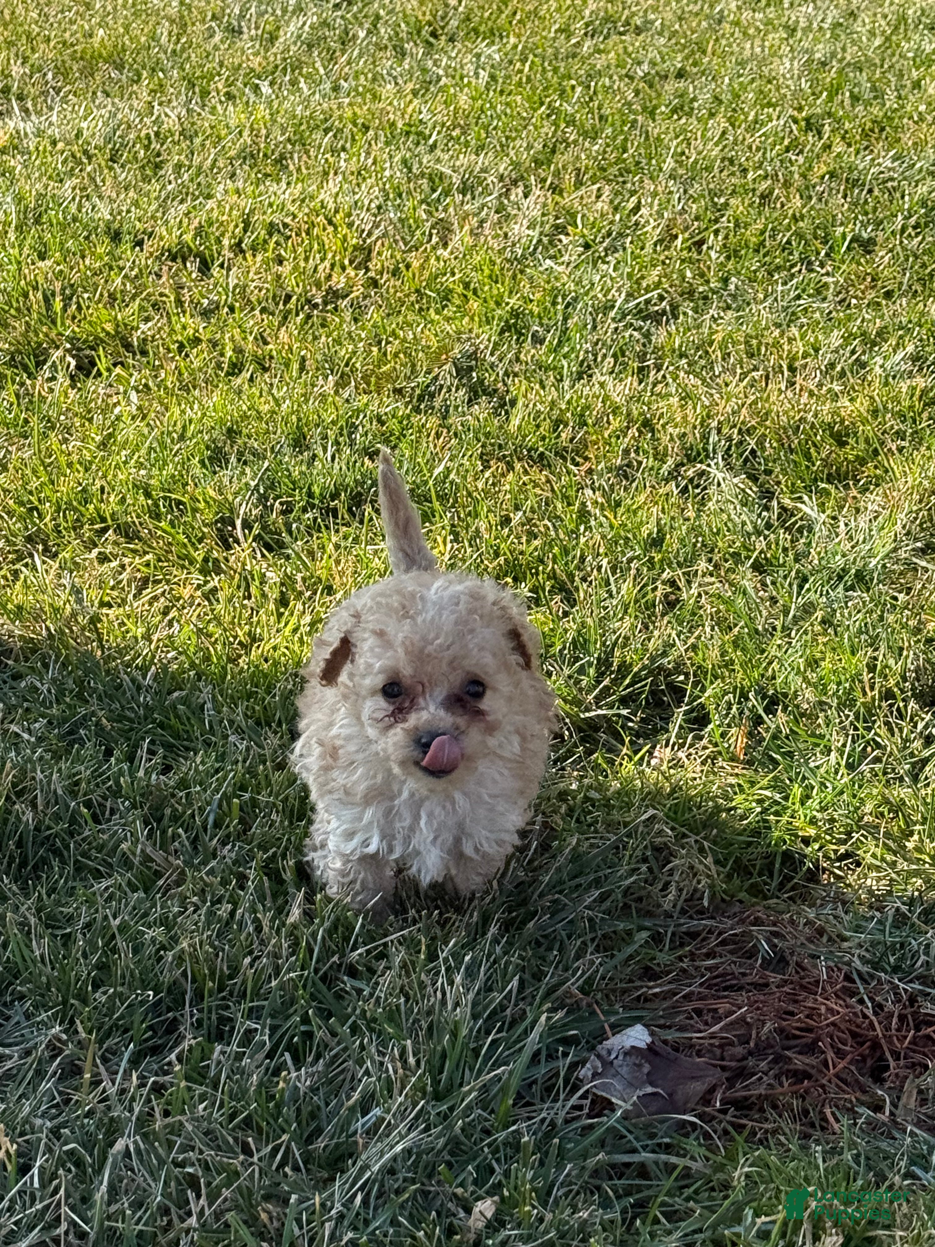 Toy Poodle dogs Tyke - Ad 6