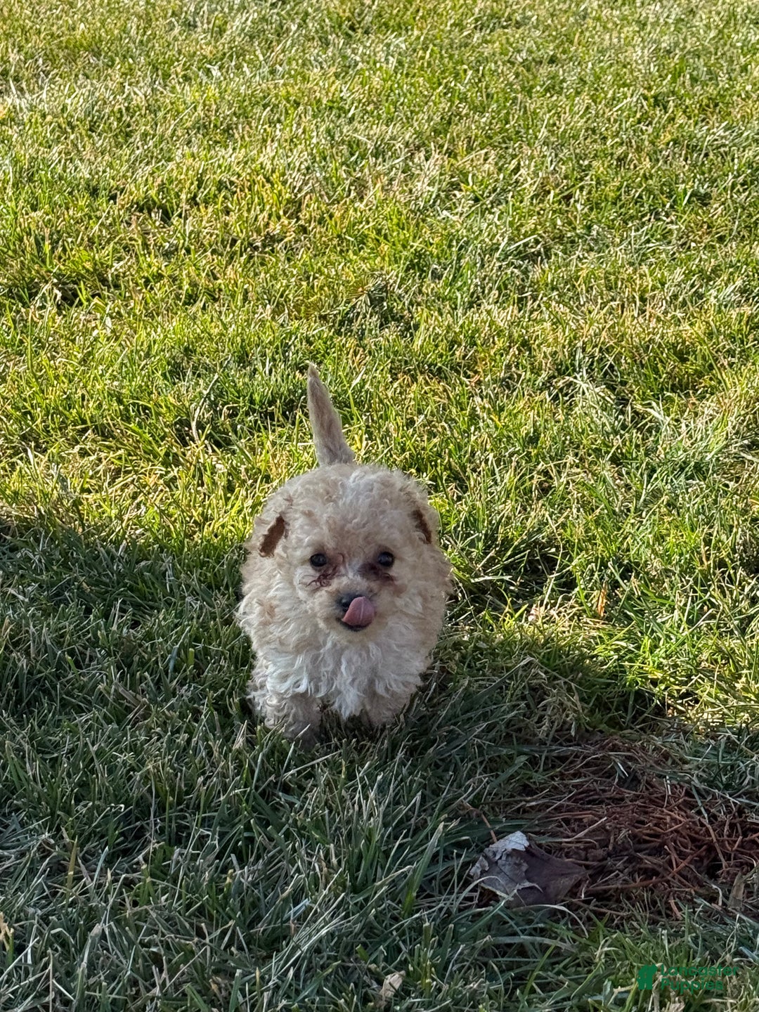 Toy Poodle dogs for sale: Tyke - Ad 1