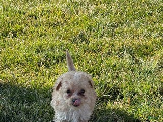Toy Poodle dogs Tyke - Ad 7