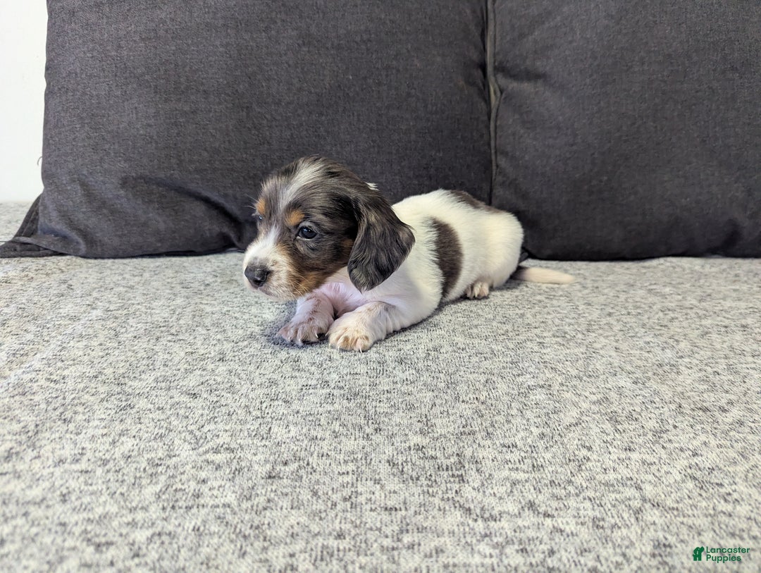 Miniature Dachshund dogs for sale: Astro - Ad 3