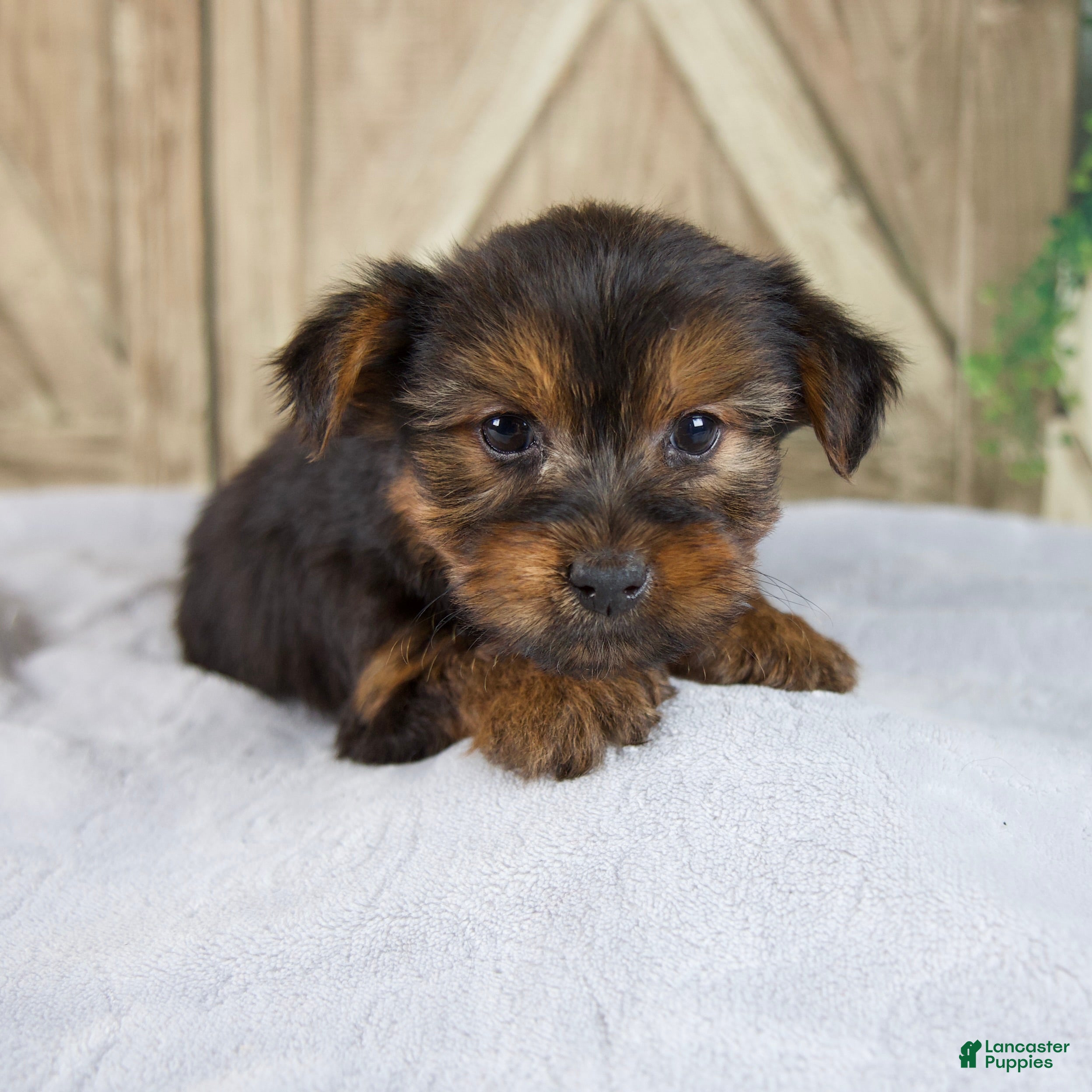 Yorkshire Terrier dogs Fern - Ad 1