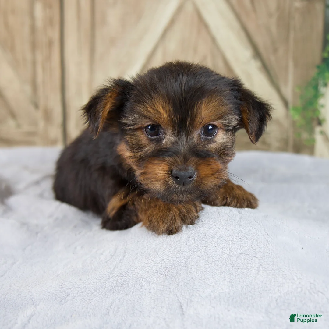 Yorkshire Terrier dogs for sale: Fern - Ad 1