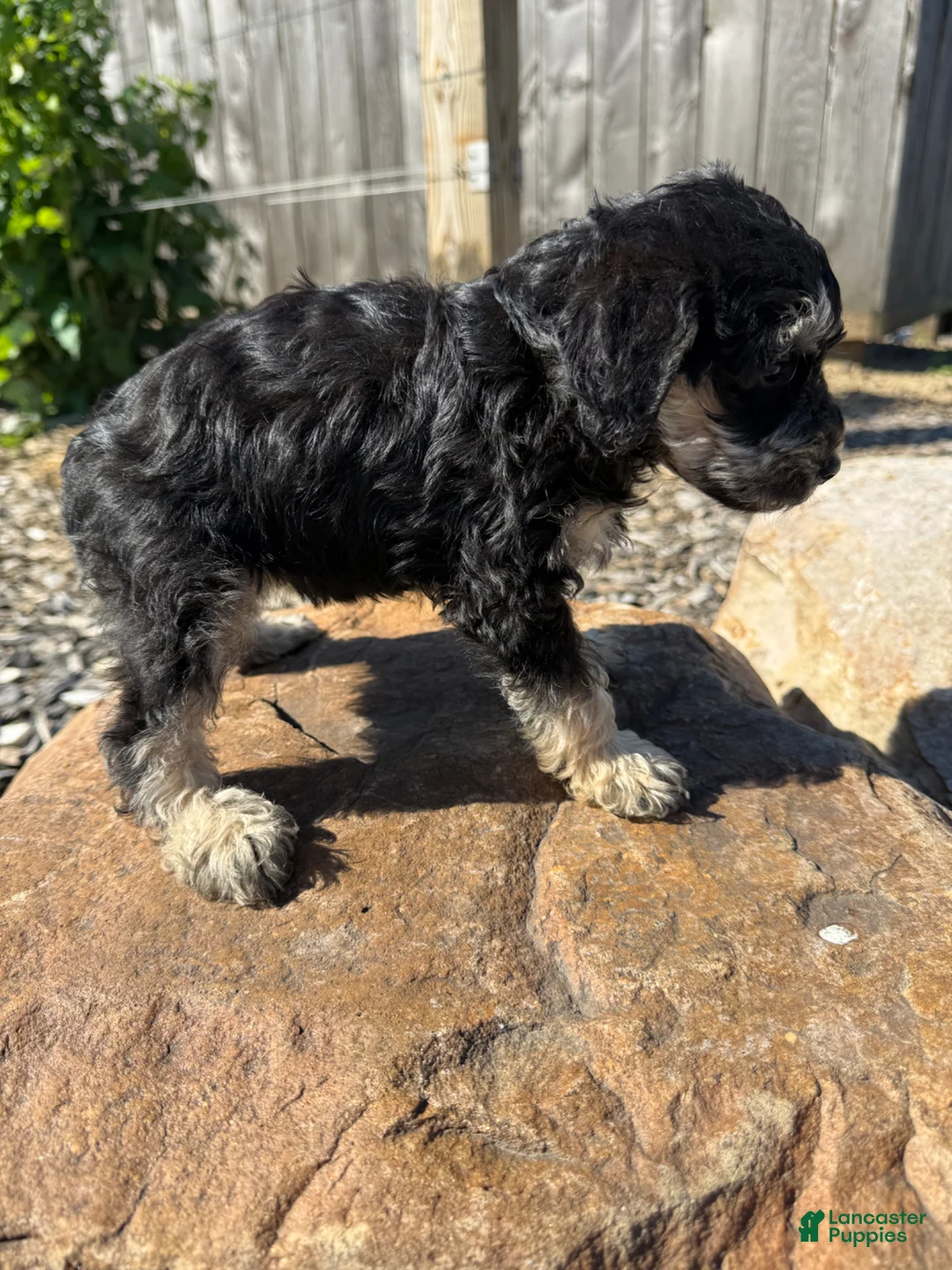Schnoodle dogs for sale: Sadie - Ad 2