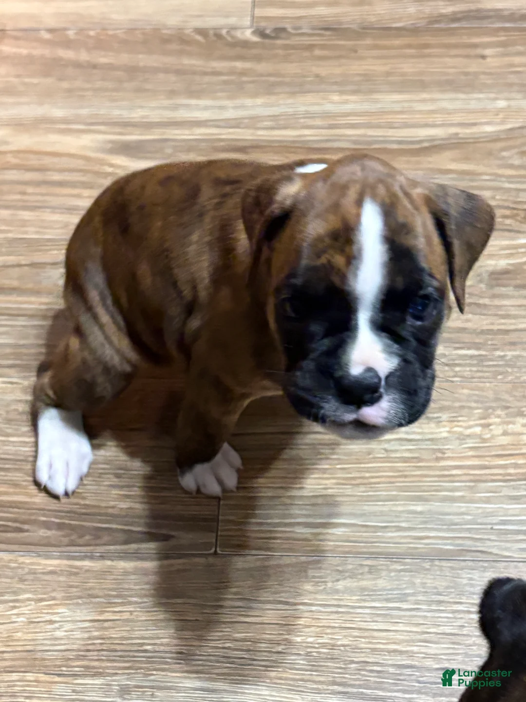 Boxer dogs for sale: Daisy - Ad 3