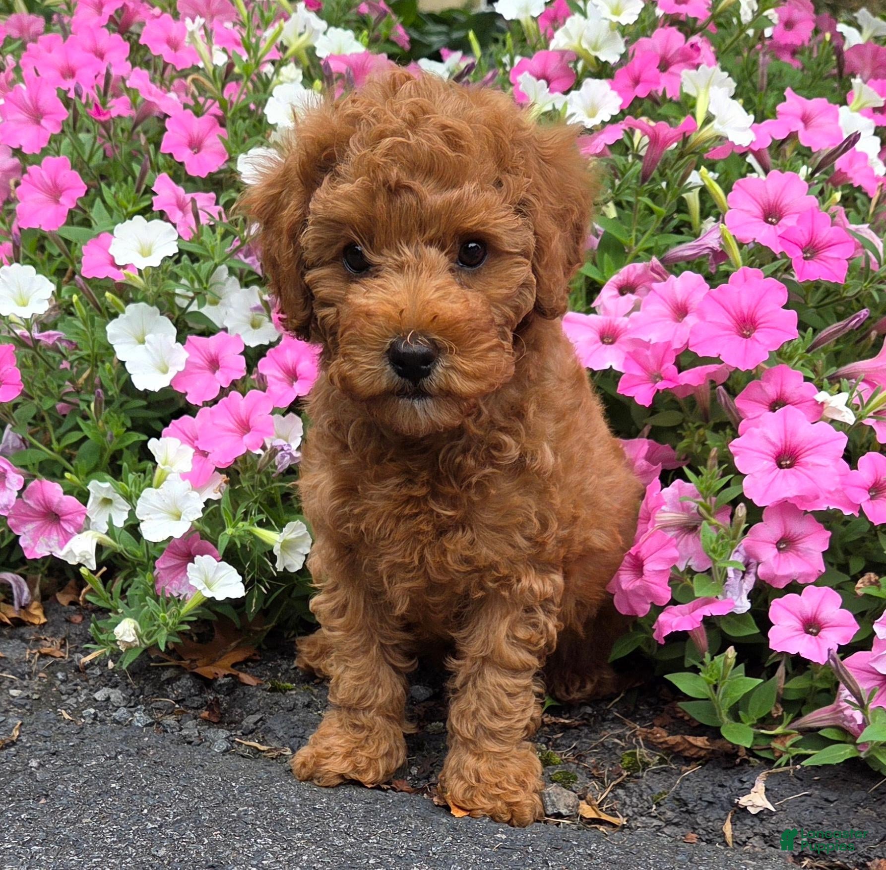 Cavapoo dogs Tulip - Ad 2