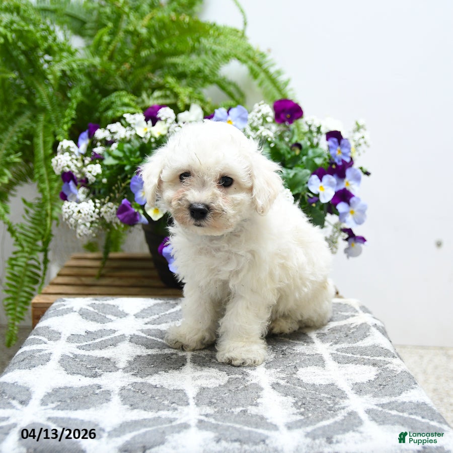 Bichon Frise dogs Charlie - Ad 2