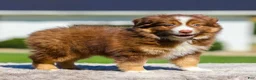Miniature Australian Shepherd dogs for sale: Hans - Ad 4