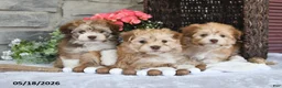 Havanese dogs for sale: Jenna - Ad 4