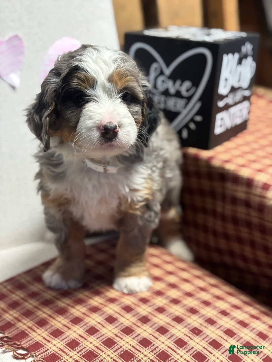 Mini Bernedoodle dogs for sale: Callie Mini Bernedoodle Puppy 1 - Ad 13