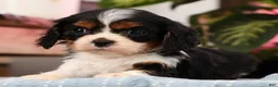 Cavalier King Charles Spaniel dogs for sale: Paula - Ad 4