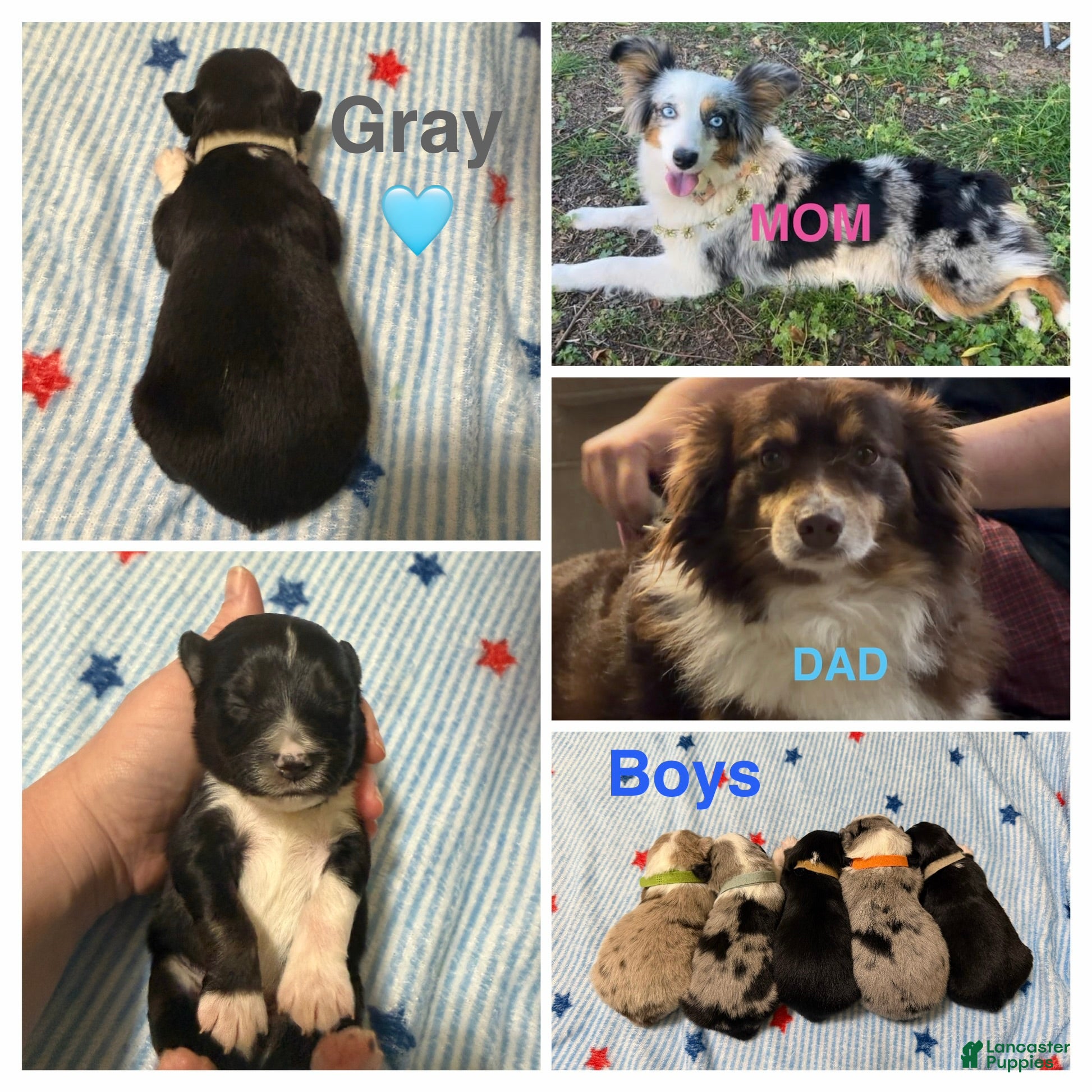Miniature Australian Shepherd dogs Gray - Ad 7