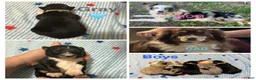 Miniature Australian Shepherd dogs for sale: Gray - Ad 1
