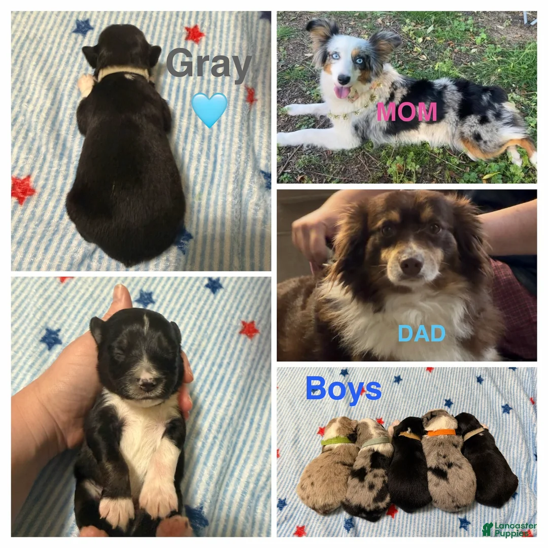 Miniature Australian Shepherd dogs for sale: Gray - Ad 1