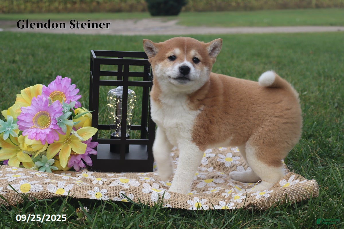 Japanese Shiba Dog Shiba Inu For Sale Cheap Puppies For Sale Akc Shiba Inu  Puppies Japanese