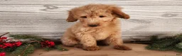 Mini Goldendoodle dogs for sale: Reno - Ad 10