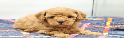 Toy Poodle dogs for sale: Light Red Girl - Ad 5