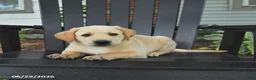 Labrador Retriever dogs for sale: Sneakers - Ad 5