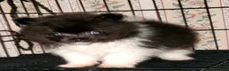 Pomeranian dogs for sale: Pomeranian Puppy 1 - Ad 3