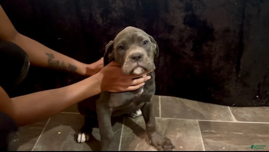Cane Corso dogs for sale: PRINCESS PEACHES 💝 - Ad 2