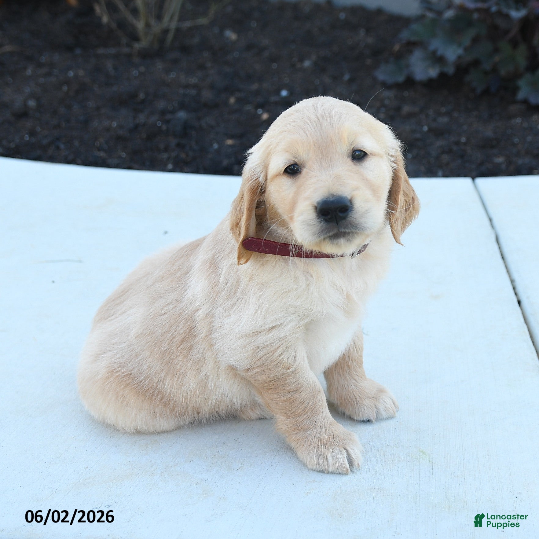 Golden Retriever dogs Walker - Ad 2