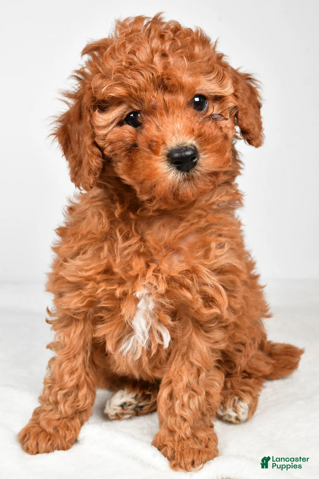 Miniature Poodle dogs for sale: Bella - Ad 1