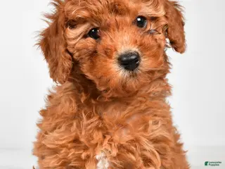 Miniature Poodle dogs for sale: Bella - Ad 2