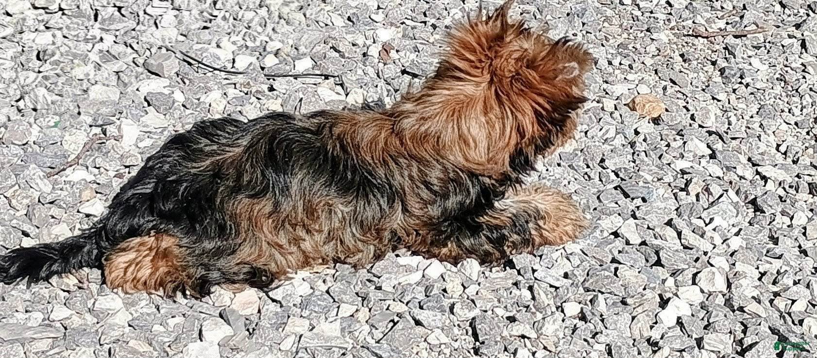 Yorkshire Terrier dogs Yorkshire Terrier Puppy 1 - Ad 2
