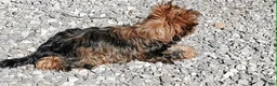 Yorkshire Terrier dogs for sale: Yorkshire Terrier Puppy 1 - Ad 4