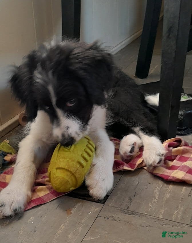 Bordoodle dogs Bordoodle Puppy 2 - Ad 2