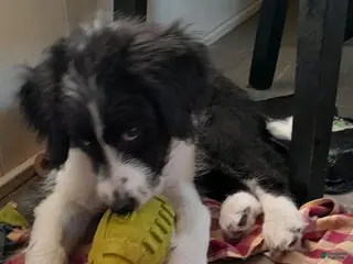 Bordoodle dogs Bordoodle Puppy 2 - Ad 2