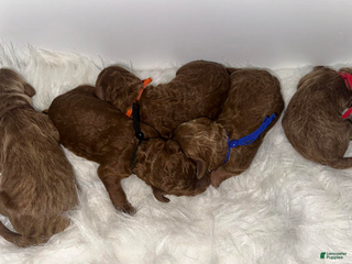 Goldendoodle dogs Black boy - Ad 14