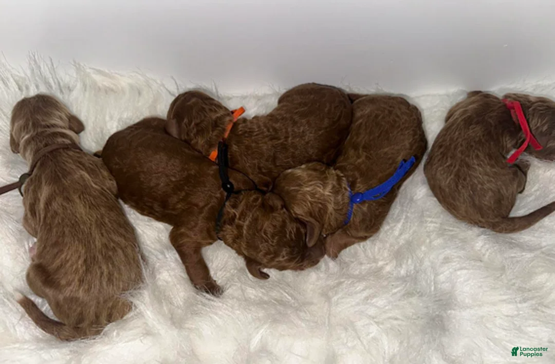Goldendoodle dogs for sale: Black boy - Ad 1