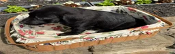 Mixed Breed dogs for sale: Mixed Breed 2 - Ad 6