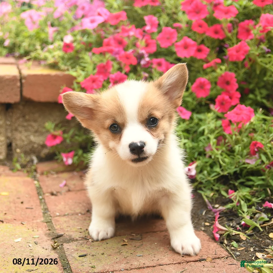 Welsh Corgi Pembroke dogs for sale: Roxey  - Ad 3