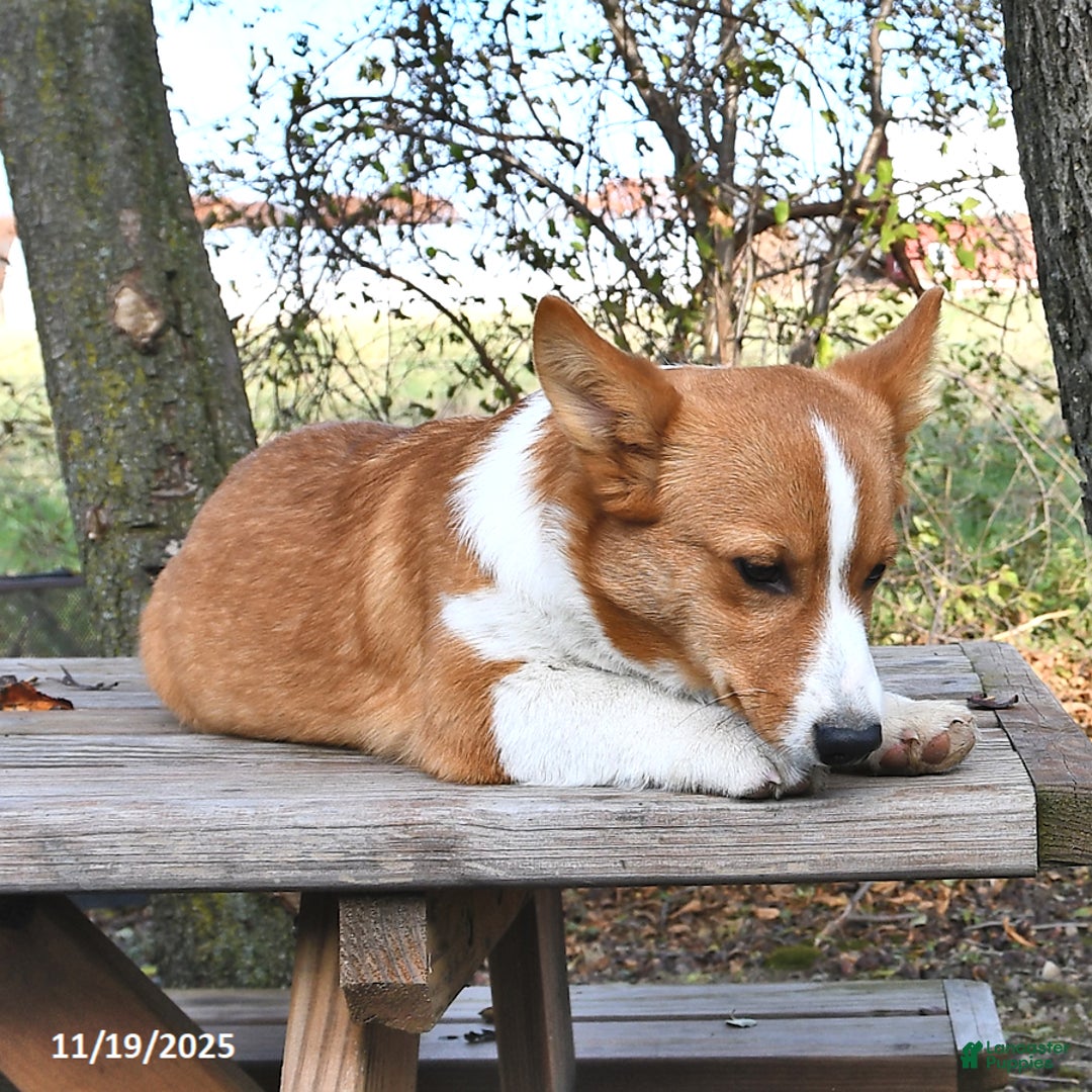 Welsh Corgi Pembroke dogs for sale: Jack - Ad 5