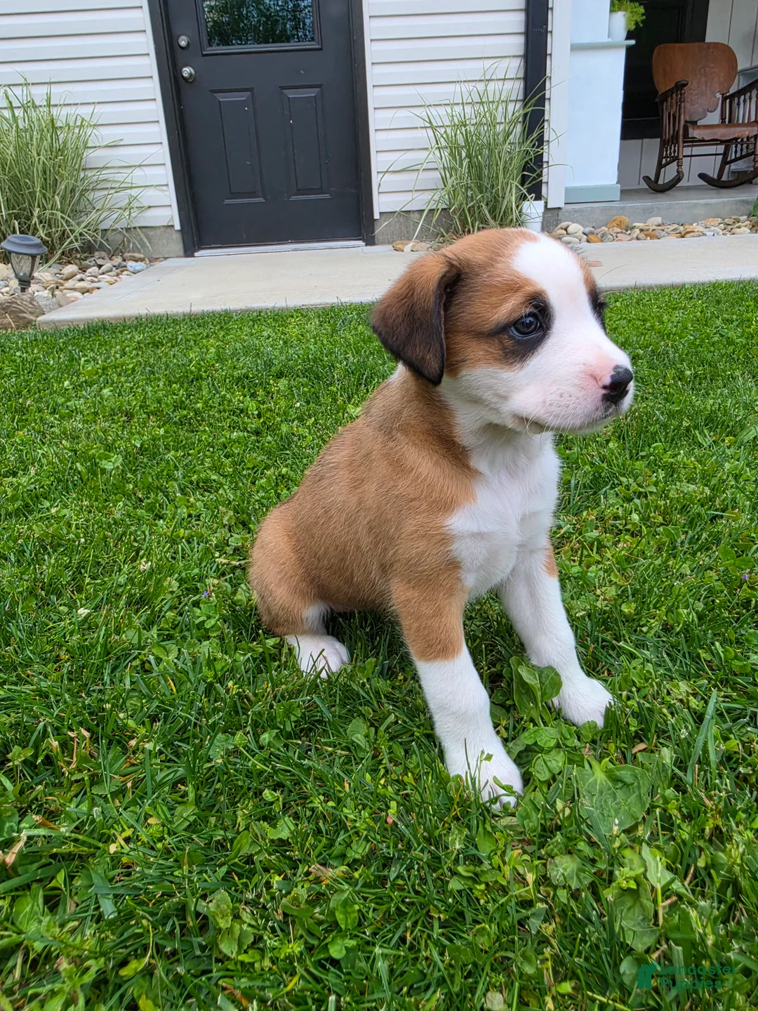 Mixed Breed dogs for sale: Lexi - Ad 2