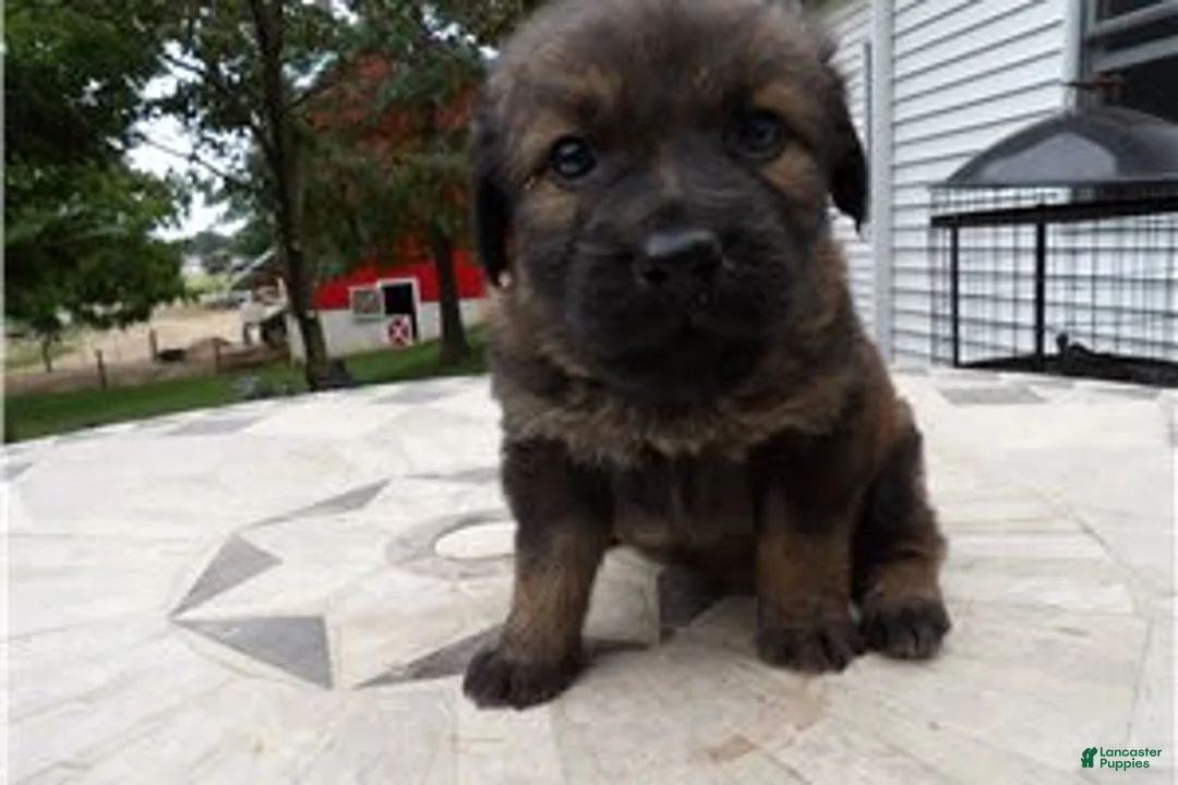 Gallery Image {{count}}