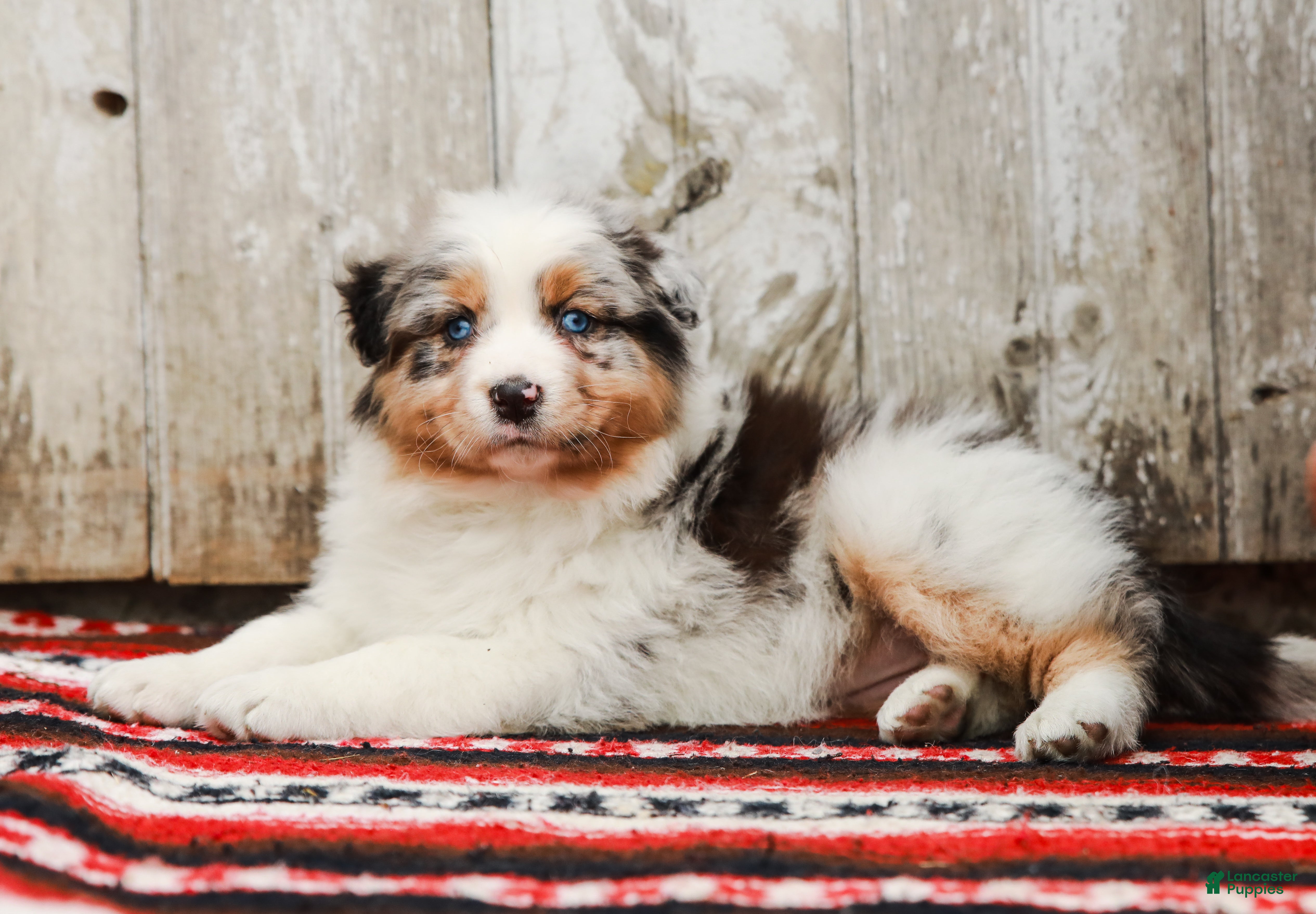 Australian Shepherd dogs Patsy - Ad 2