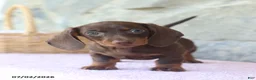 Miniature Dachshund dogs for sale: Waylon - Ad 5