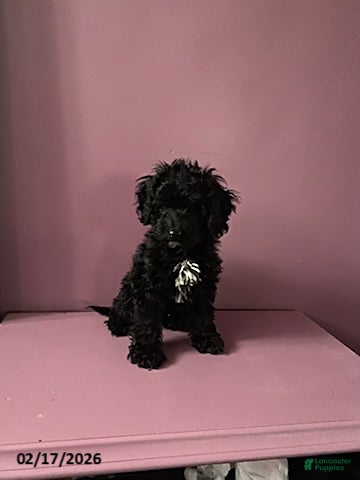 Cockapoo dogs Ace - Ad 1