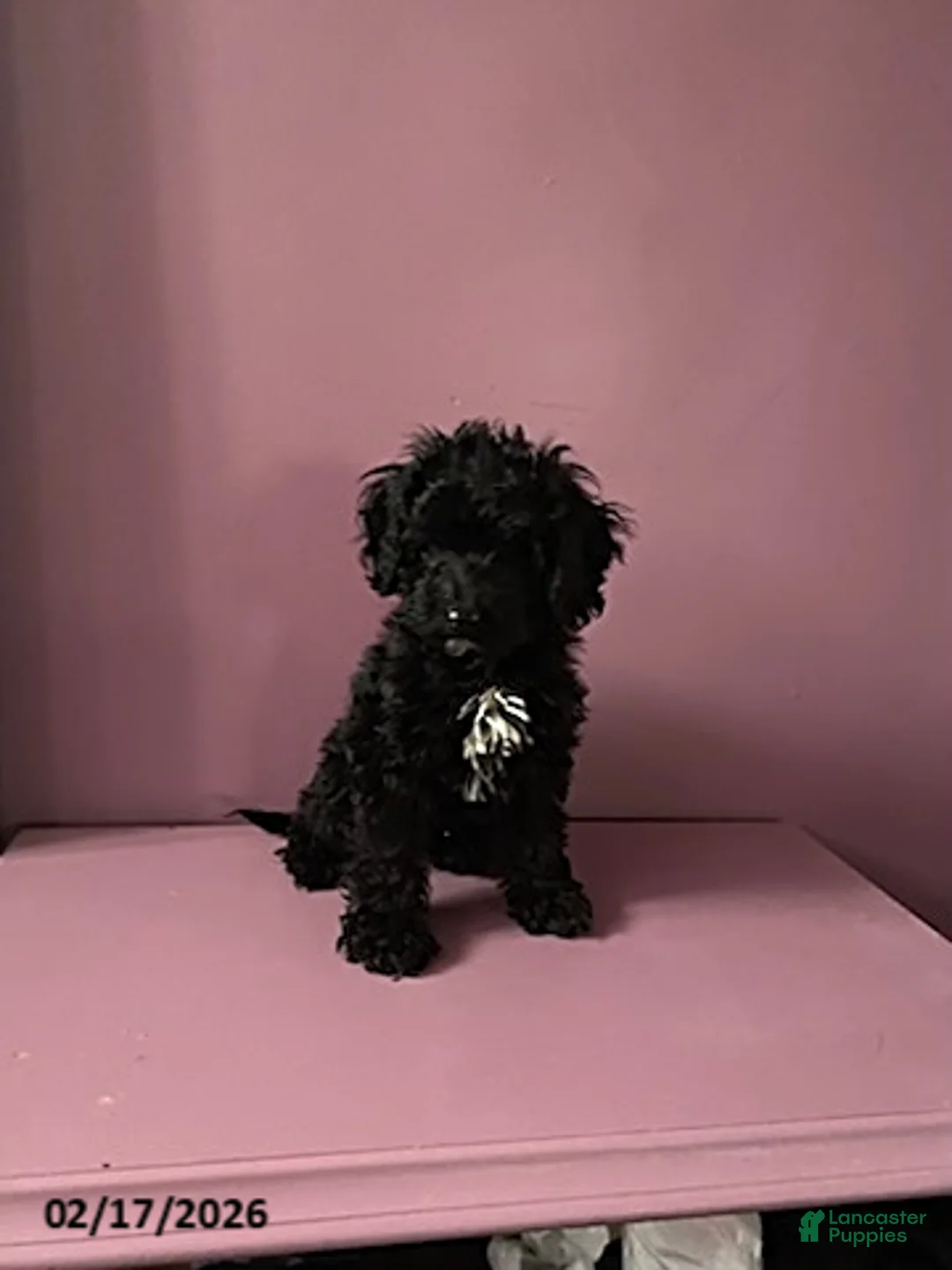 Cockapoo dogs for sale: Ace - Ad 1