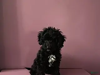 Cockapoo dogs for sale: Ace - Ad 1