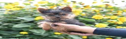 Yorkshire Terrier dogs for sale: Lacey - Ad 5