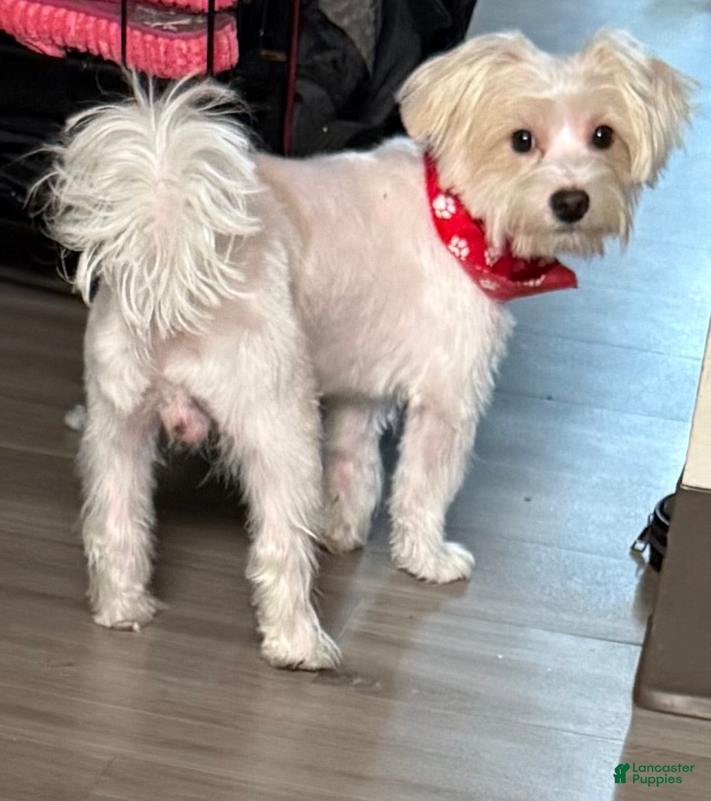 Mixed Breed dogs Butter  - Ad 2