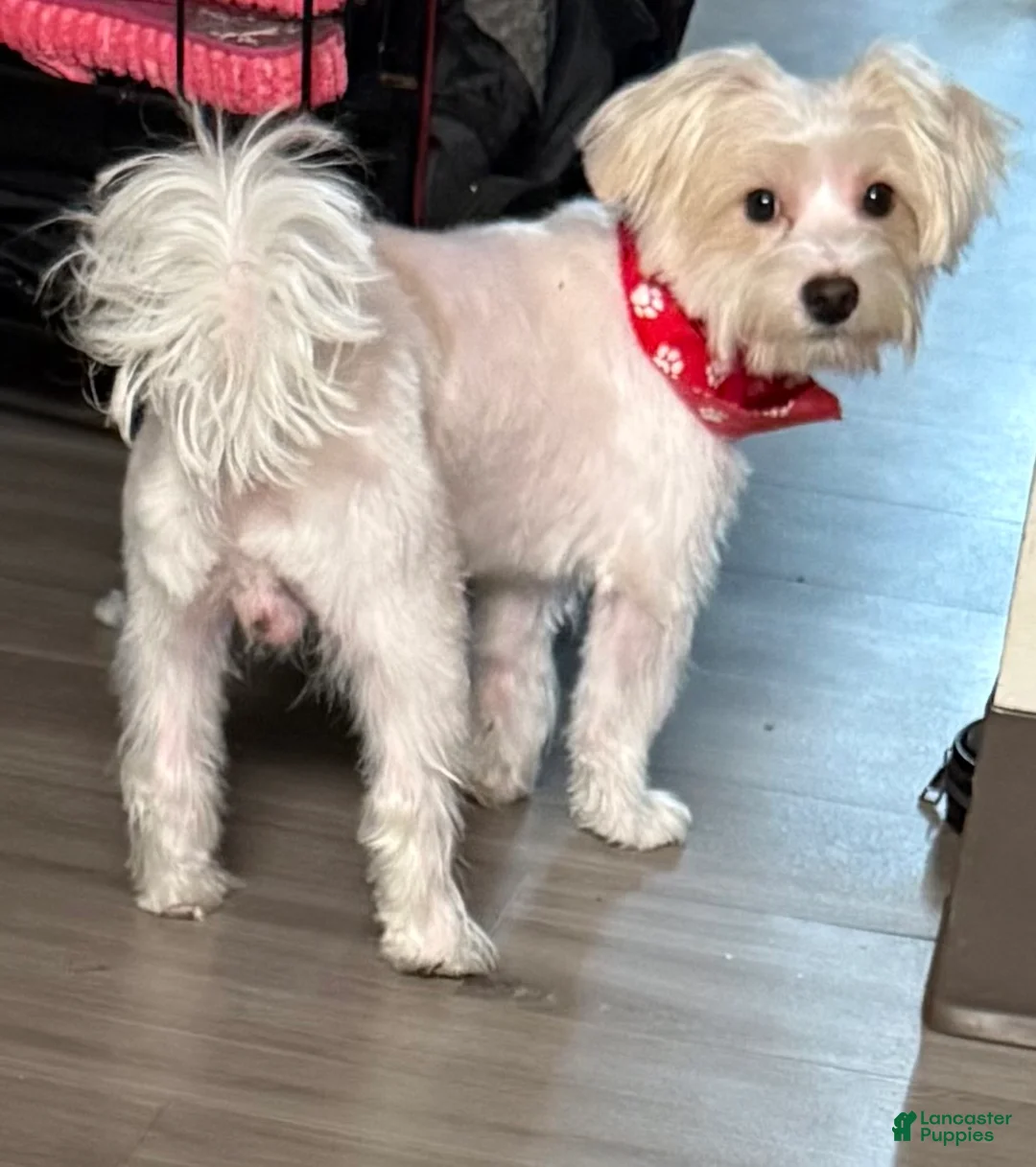 Mixed Breed dogs for sale: Butter  - Ad 2