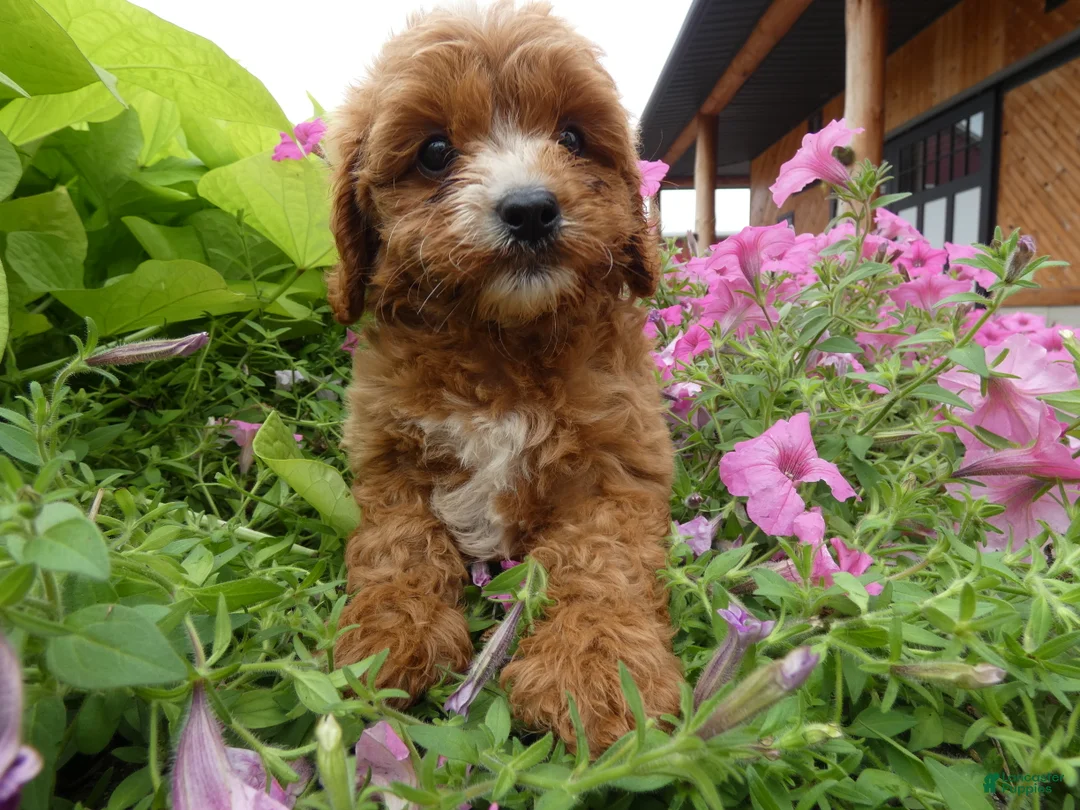 Cavapoo dogs for sale: Cavapoo 1 Tobi - Ad 2